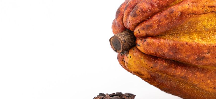 Beurre de cacao: ses atouts en cosmétique