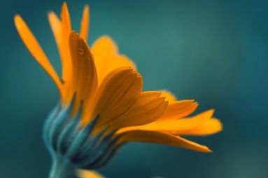 Le calendula : l’allié douceur des peaux sensibles
