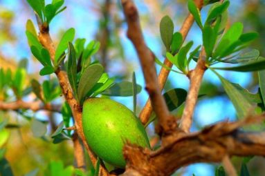 L'huile d'argan: l'huile aux vertus étonnantes